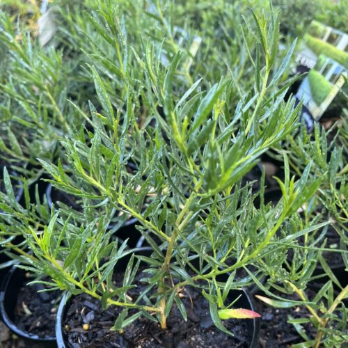 Buy Eremophila Wild Berry perth pink