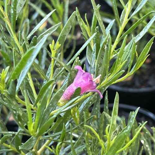 Buy Eremophila Wild Berry perth pink