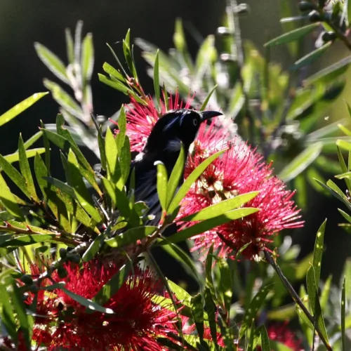 Buy bottle brush perth