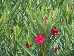 buy cherry surprise oleander perth