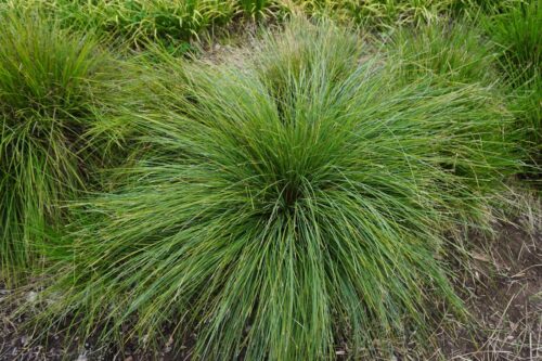 Shara Blue™ Lomandra Fluviatilis ‘LM380’ Perth