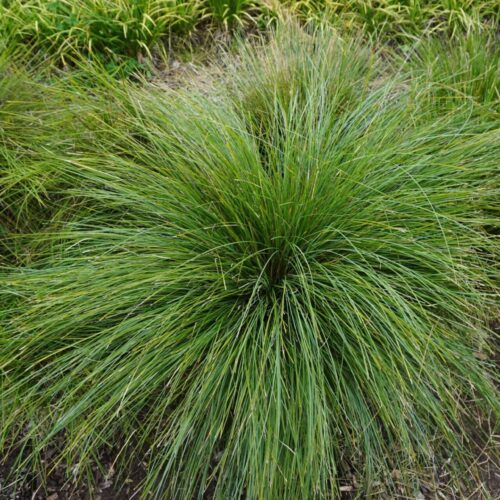 Shara Blue™ Lomandra Fluviatilis ‘LM380’ Perth