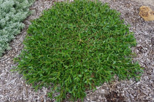 buy Myoporum insulare ‘MYIN01′ Ground Hug™ perth