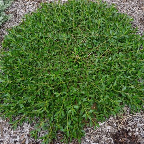 buy Myoporum insulare ‘MYIN01′ Ground Hug™ perth