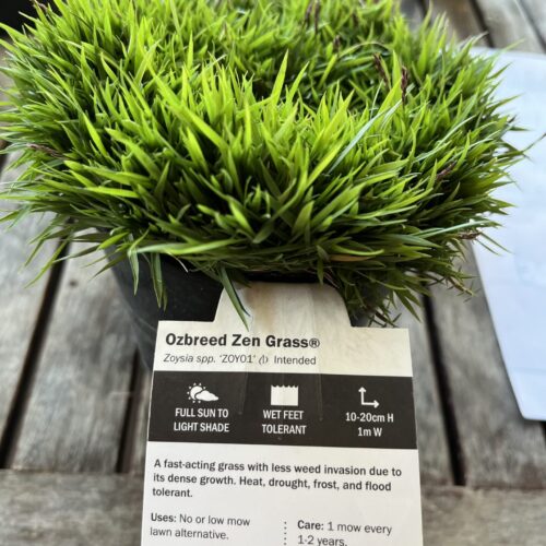 no mow grass perth buy zen grass ozbreed