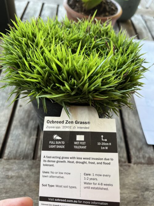 no mow grass perth buy zen grass ozbreed