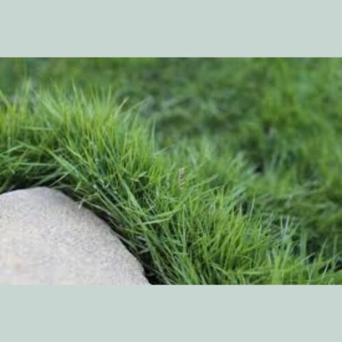 buy zen grass perth no mow grass