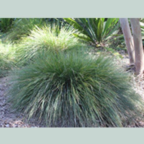 Wingarra® Lomandra confertifolia ‘SIR5’ Perth