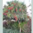 Buy Hannah Ray weeping bottlebrush perth