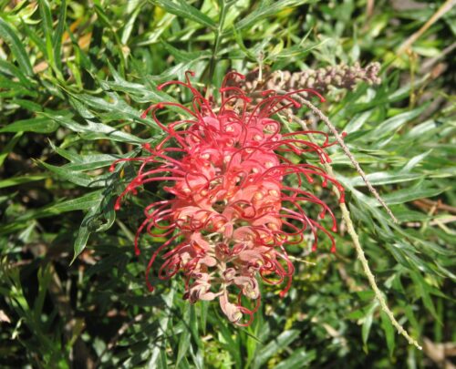 buy grevillea little robyn perth