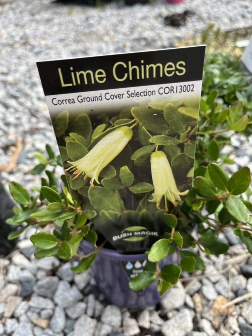 Correa perth lime chimes