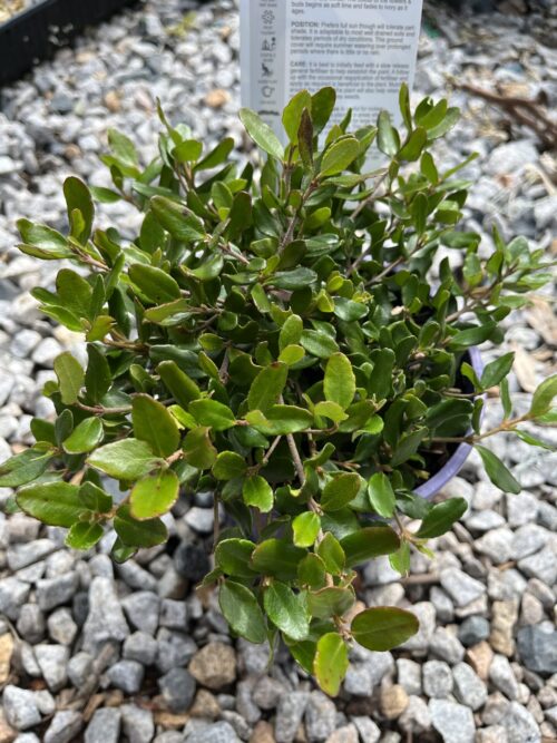 Correa 'Lime Chimes' - Image 2