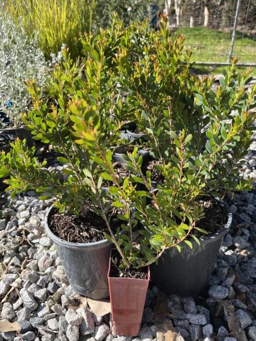 Melaleuca Little Nessie 'Dwarf Honey Myrtle' - Image 2