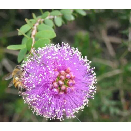 little nessie melaleuca perth dwarf honey myrtle