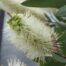 Callistemon Wilderness White Bottlebrush perth