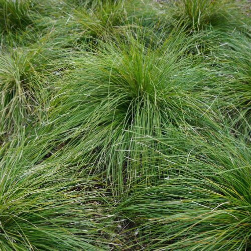 Lady Tanika® Lomandra buy perth