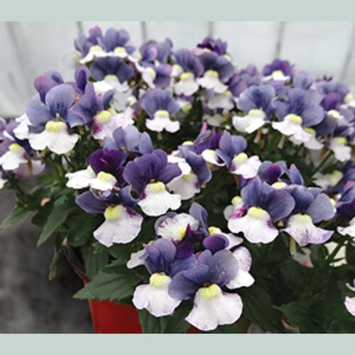 cherry blue nemesia perth