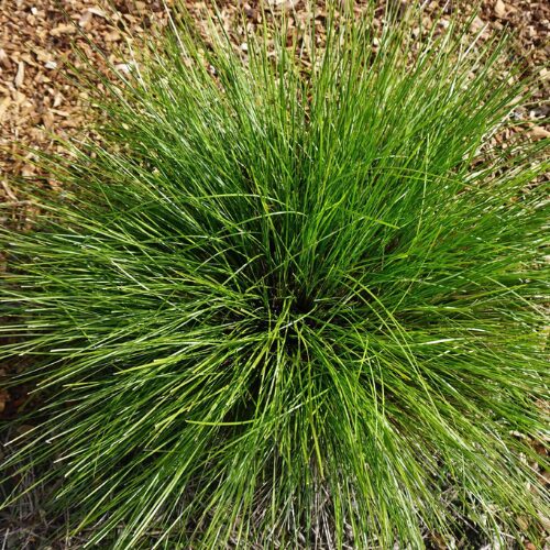 Lady Tanika® Lomandra buy perth