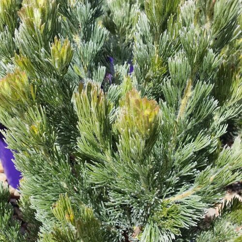 Buy woolly bush perth