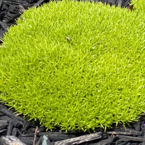 Buy lime lava perth