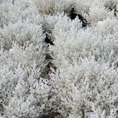 Olearia axillaris 'Mini' - Image 2