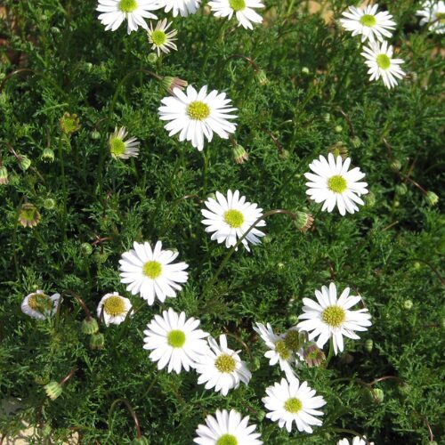 buy Brachyscome white perth