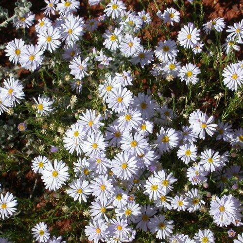 buy Brachyscome white perth
