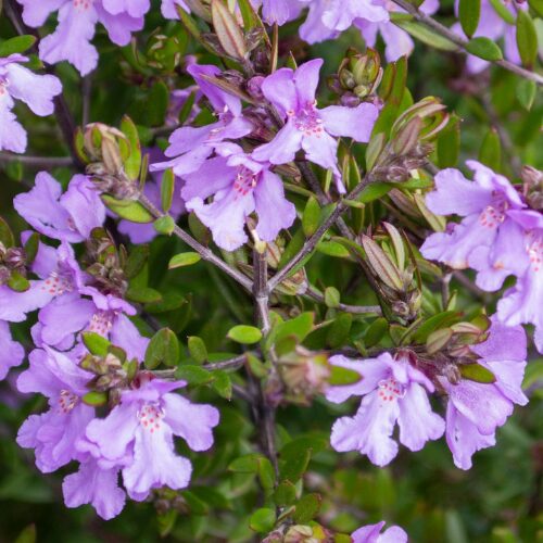 Buy native rosemary perth