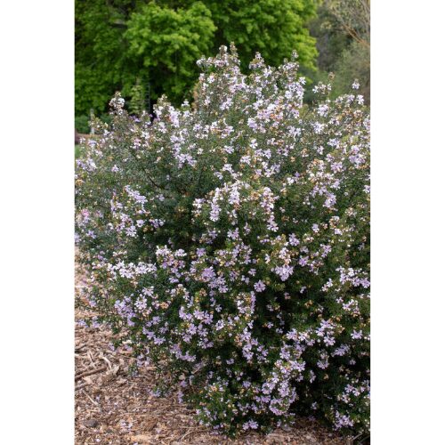 Westringia 'Smoke Screen Mauve' - Image 2