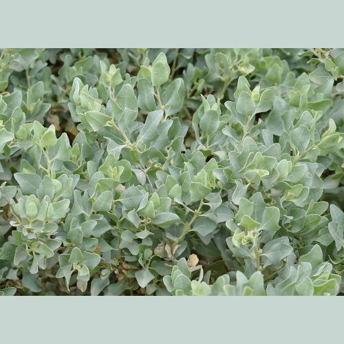 buy salt bush perth