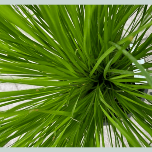 buy lomandra true lime perth