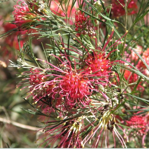 Winpara gem buy online perth