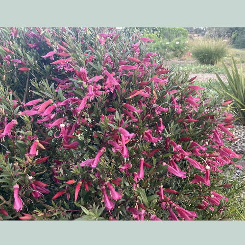 Buy eremophila thriver perth WA