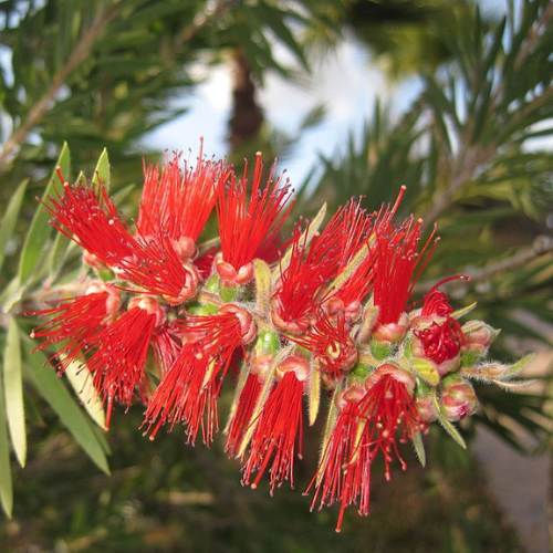 dawson river weeper callistemon