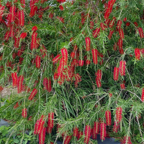 dawson river weeper callistemon perth