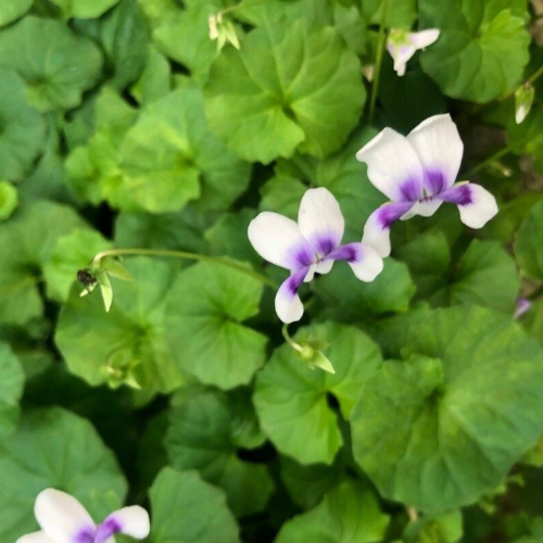 native violet perth
