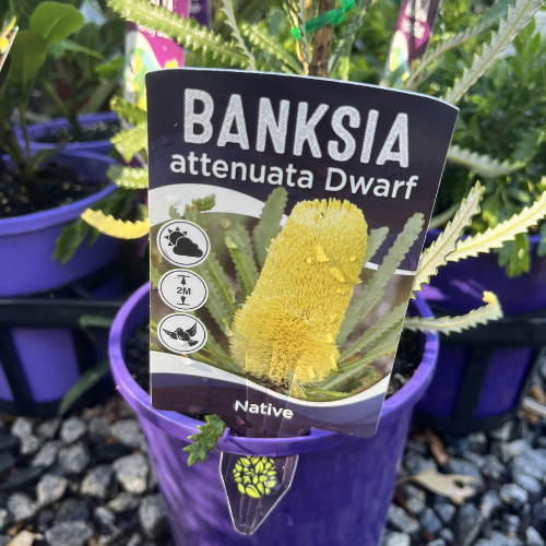 Banksia attenuata (dwarf)