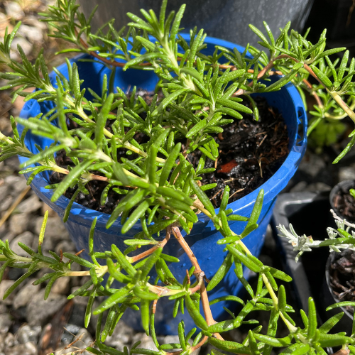 Rosemary prostrate groundcover
