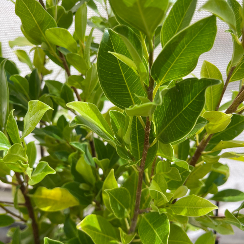 ficus hilli flash perth