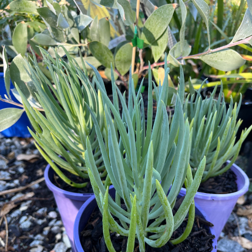 narrow leaf chalk sticks perth buy online