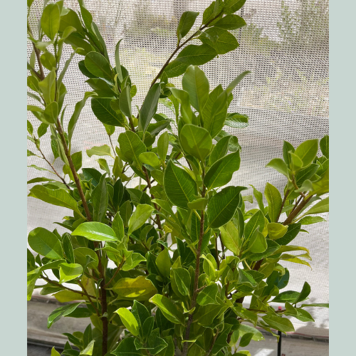 Ficus hilli flash