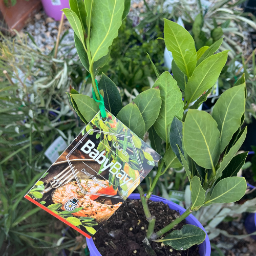 buy baby bay tree perth