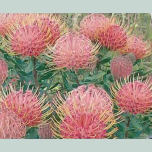 Syan Laura pin cushion protea buy online perth